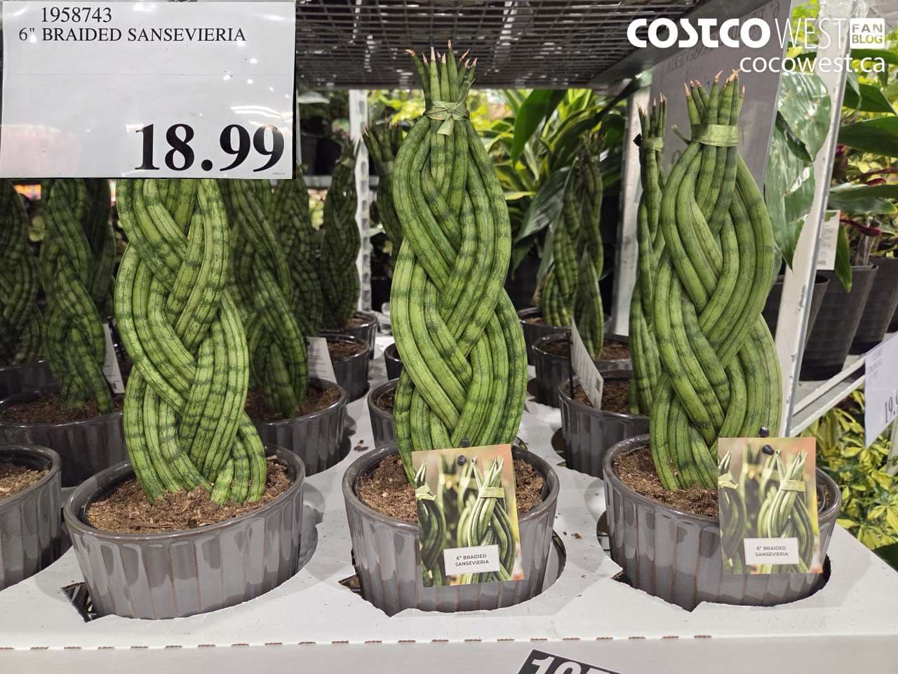 6″ BRAIDED SANSEVIERIA