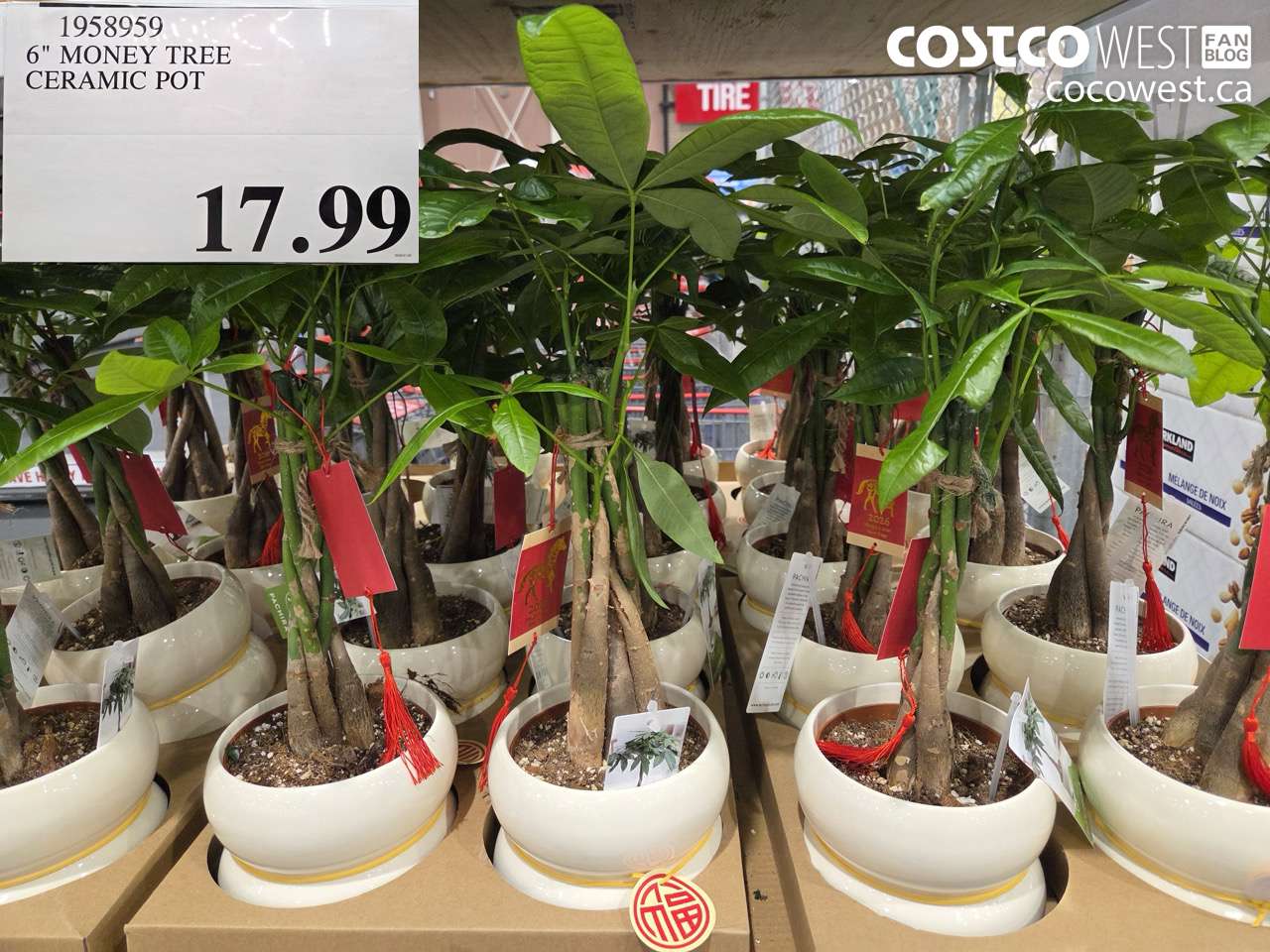 6″ MONEY TREE CERAMIC POT