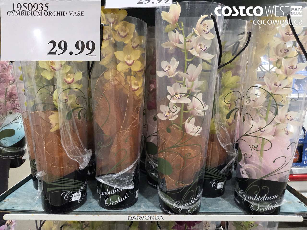 CYMBIDIUM ORCHID VASE