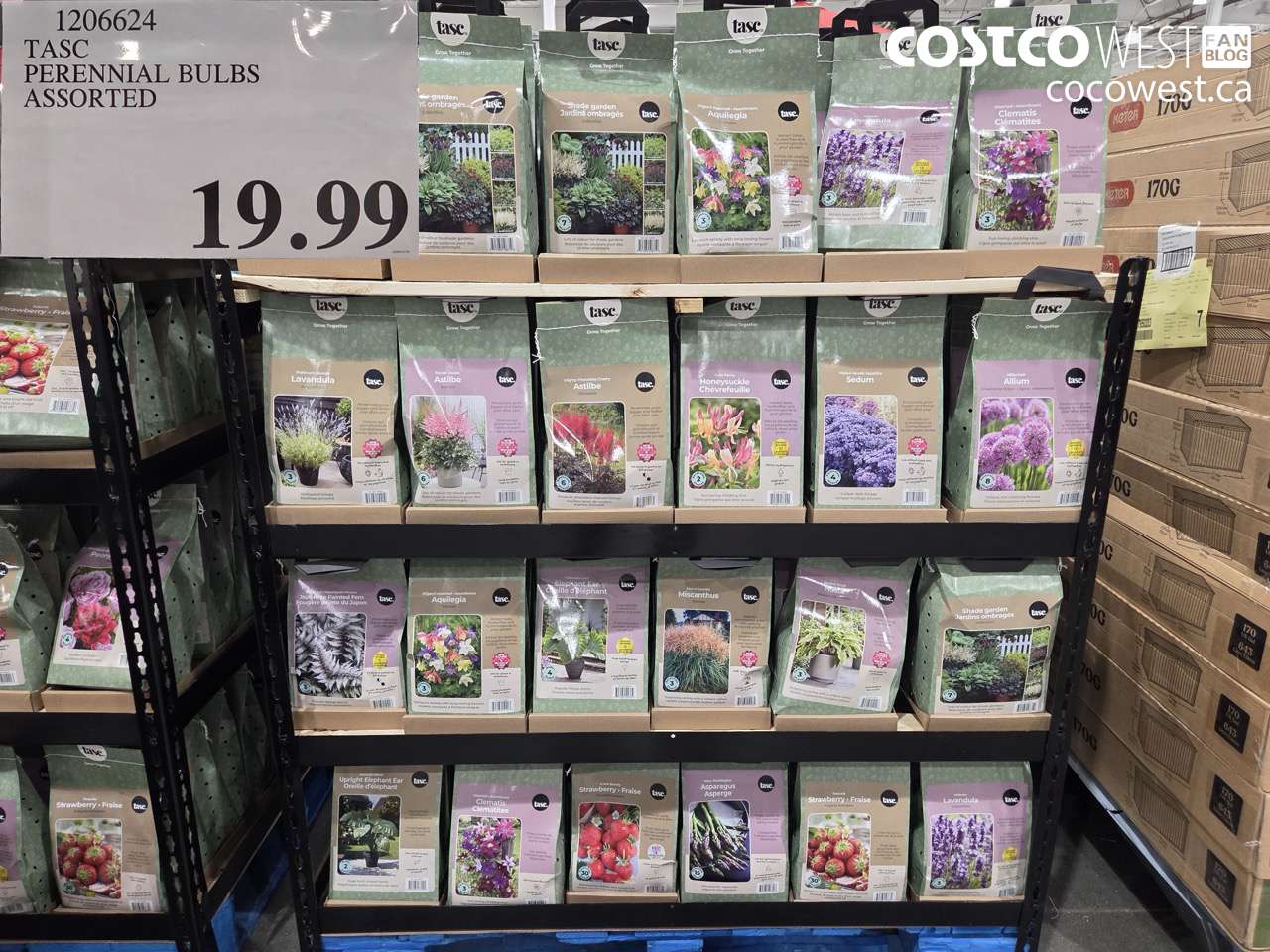 TASC PERENNIAL BULBS ASSORTED