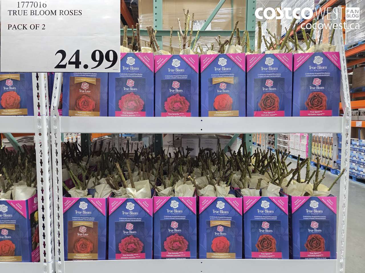 TRUE BLOOM ROSES PACK OF 2
