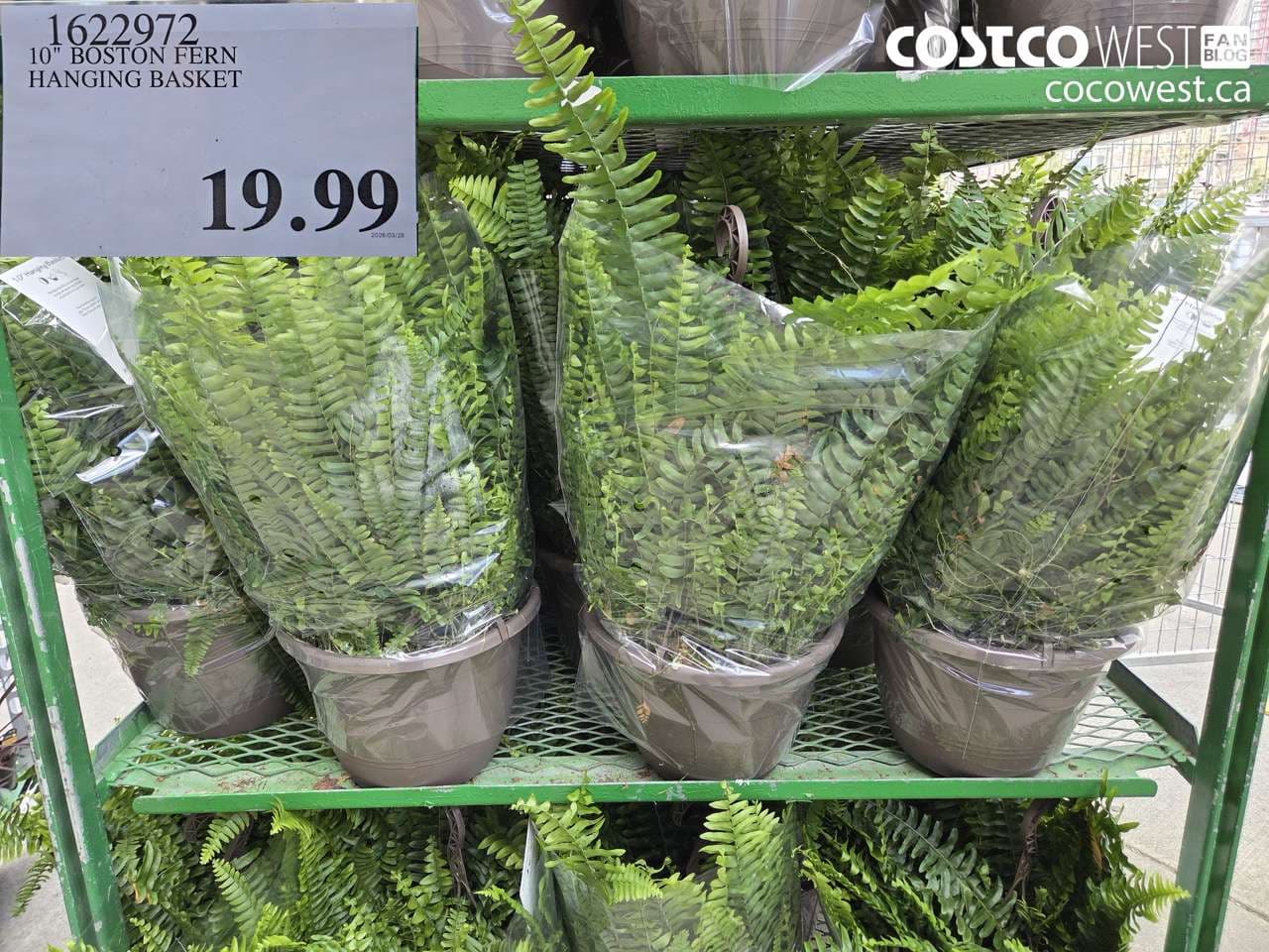 10″ BOSTON FERN HANGING BASKET