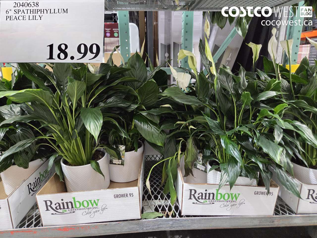 6″ SPATHIPHYLLUM PEACE LILY