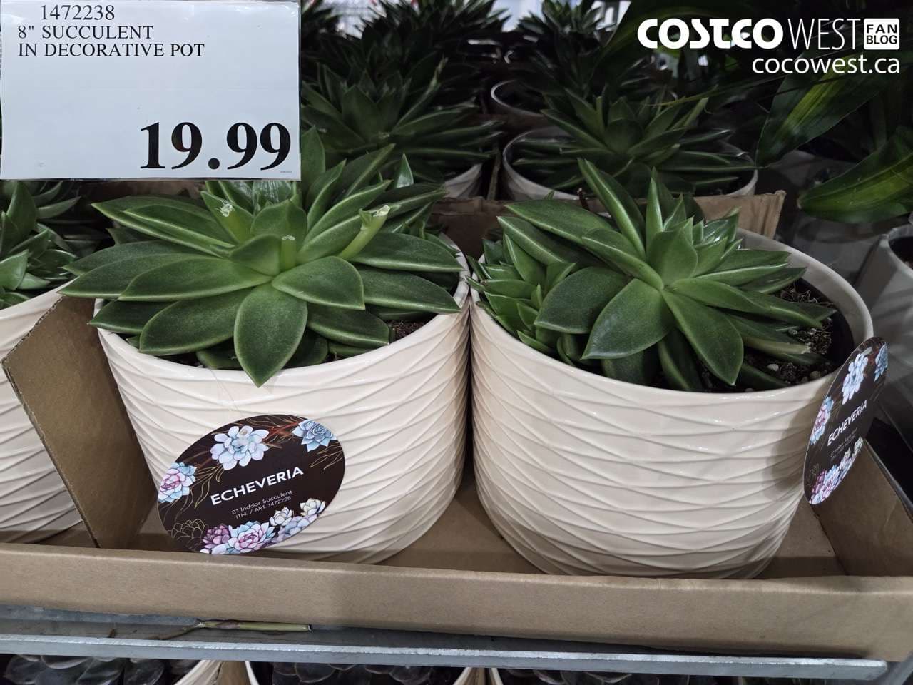 8″ SUCCULENT IN DECORATIVE POT