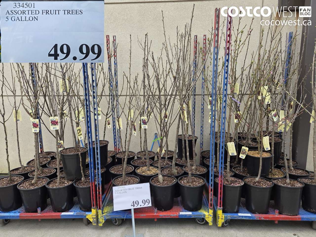 ASSORTED FRUIT TREES 5 GALLON