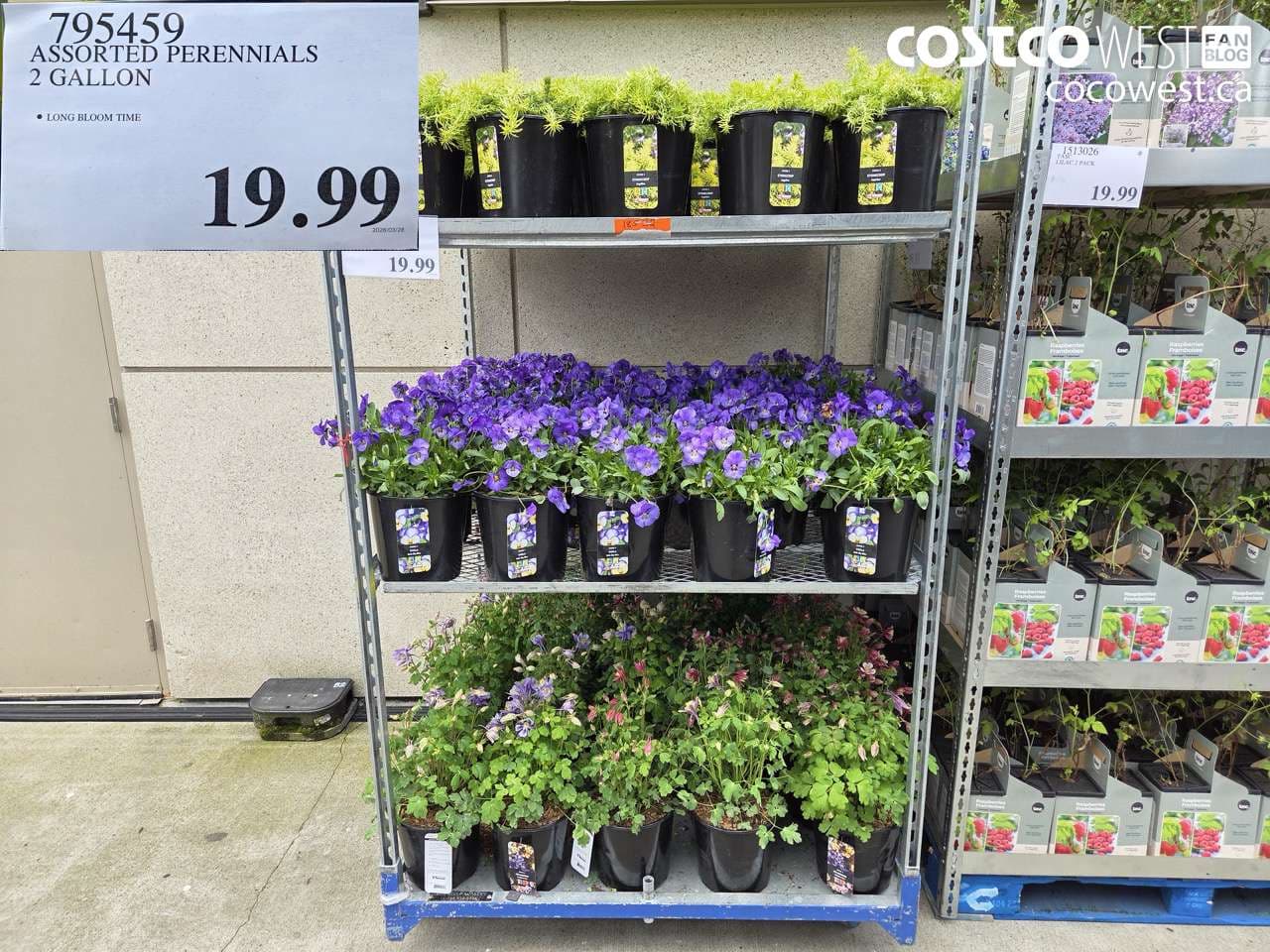 ASSORTED PERENNIALS 2 GALLON