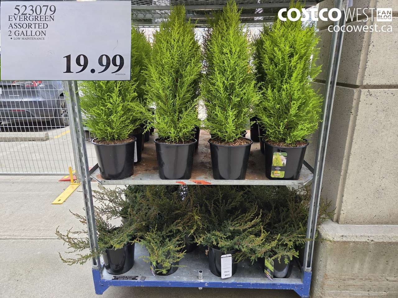 EVERGREEN ASSORTED 2 GALLON