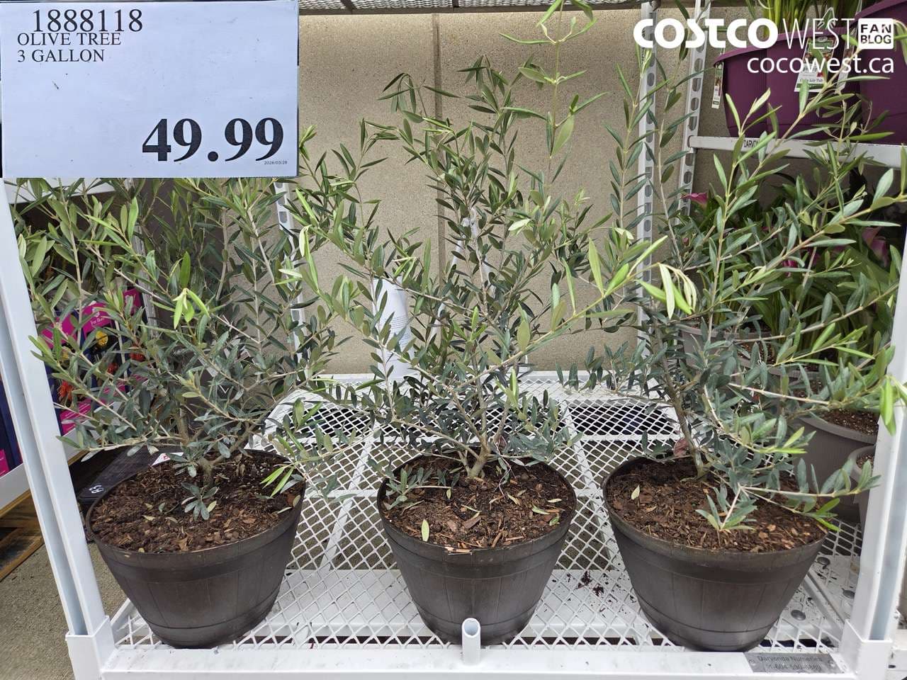 OLIVE TREE 3 GALLON
