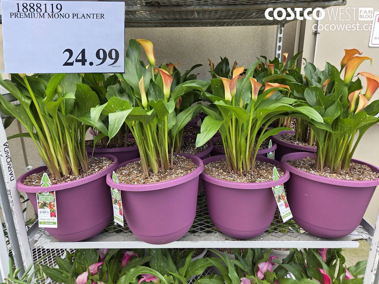 PREMIUM MONO PLANTER