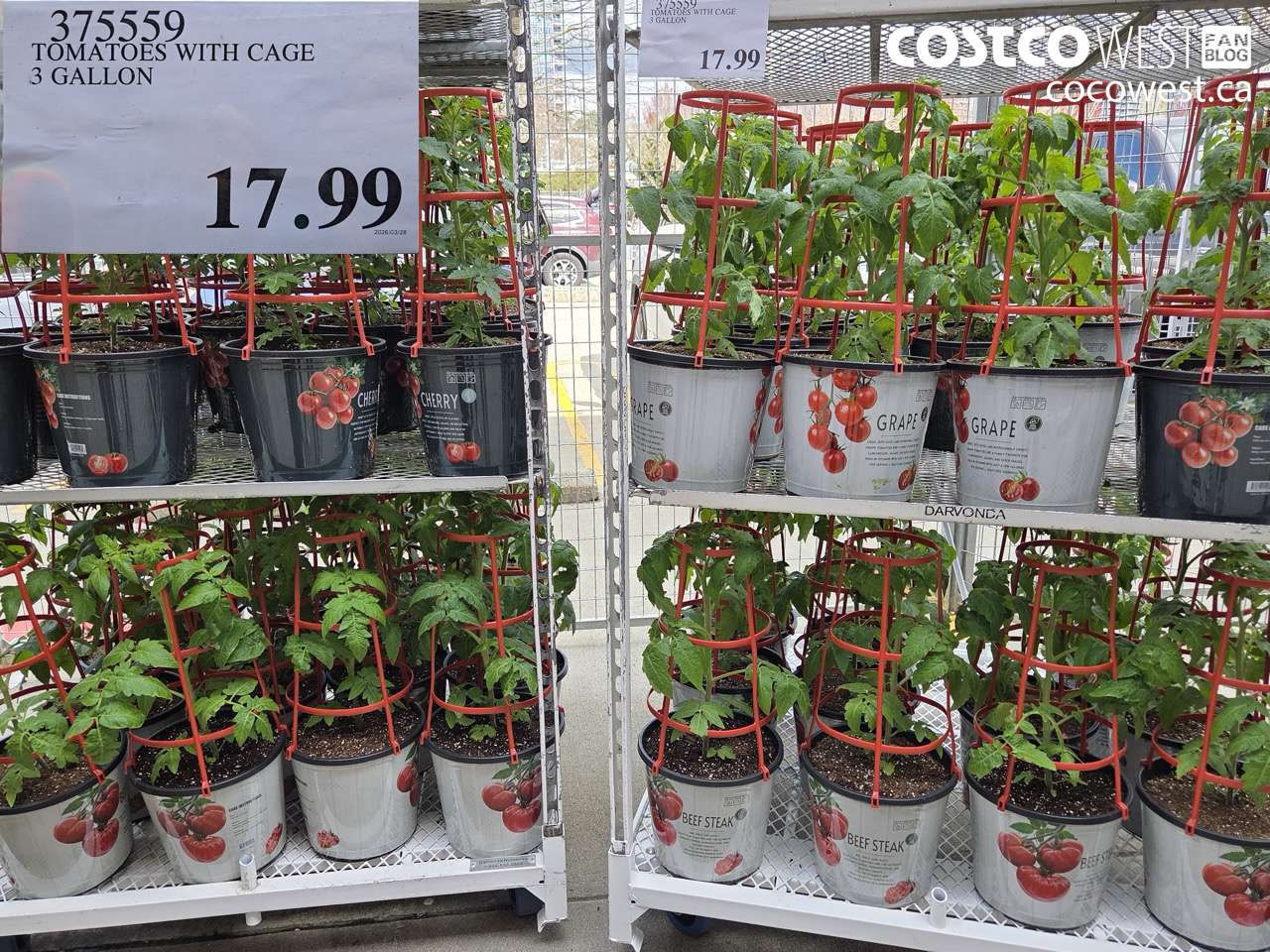 TOMATOES WITH CAGE 3 GALLON