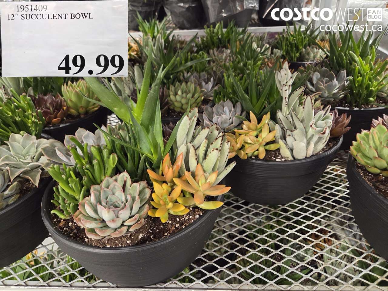 12″ SUCCULENT BOWL