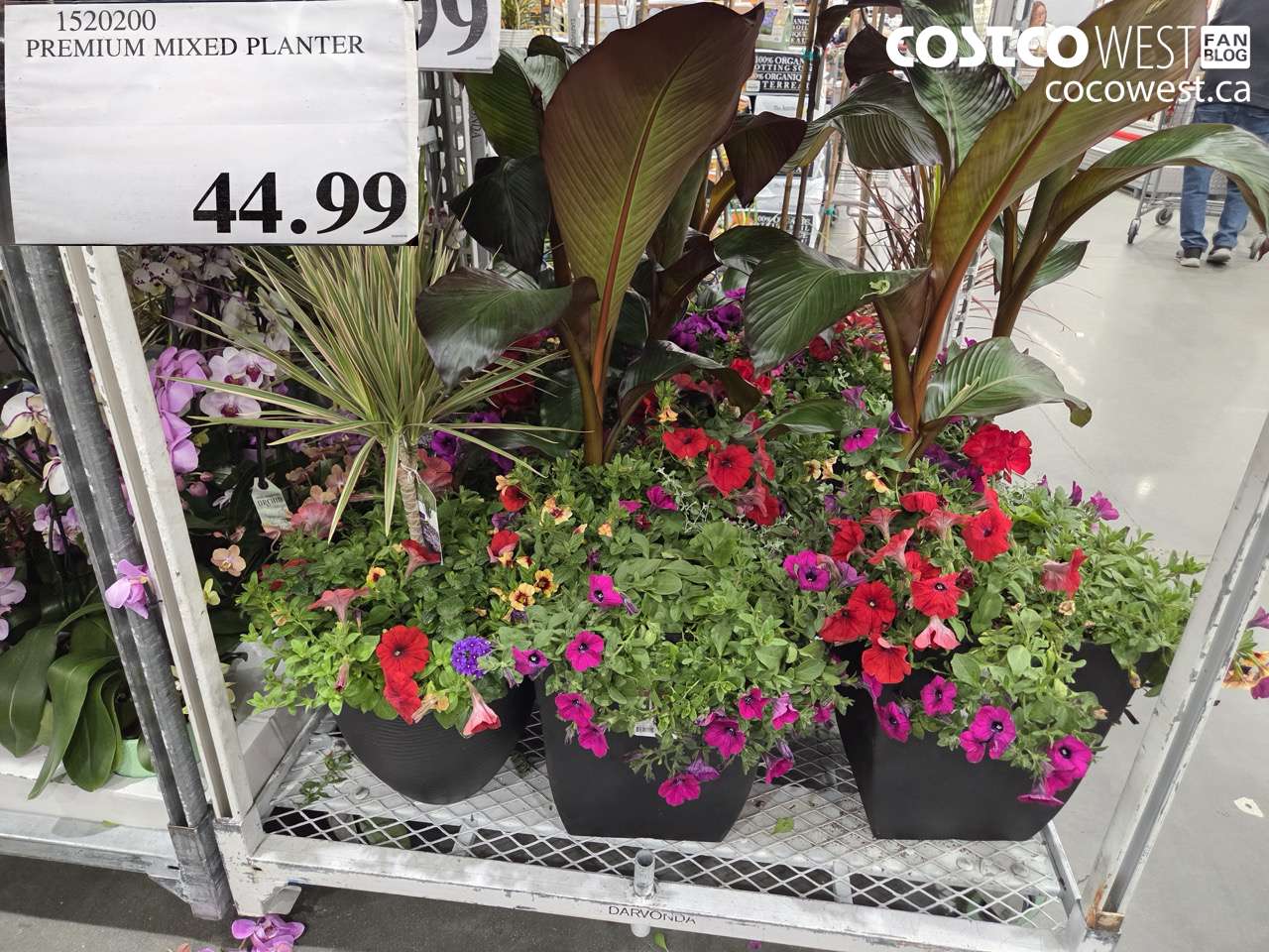 premium mixed planter