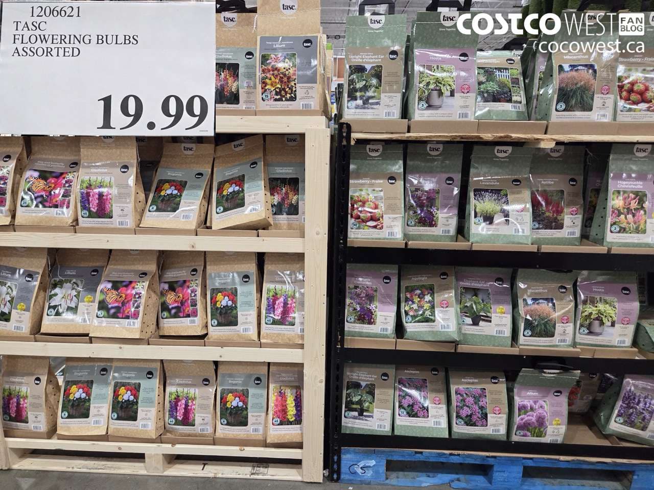 tasc flowering bulbs assorted