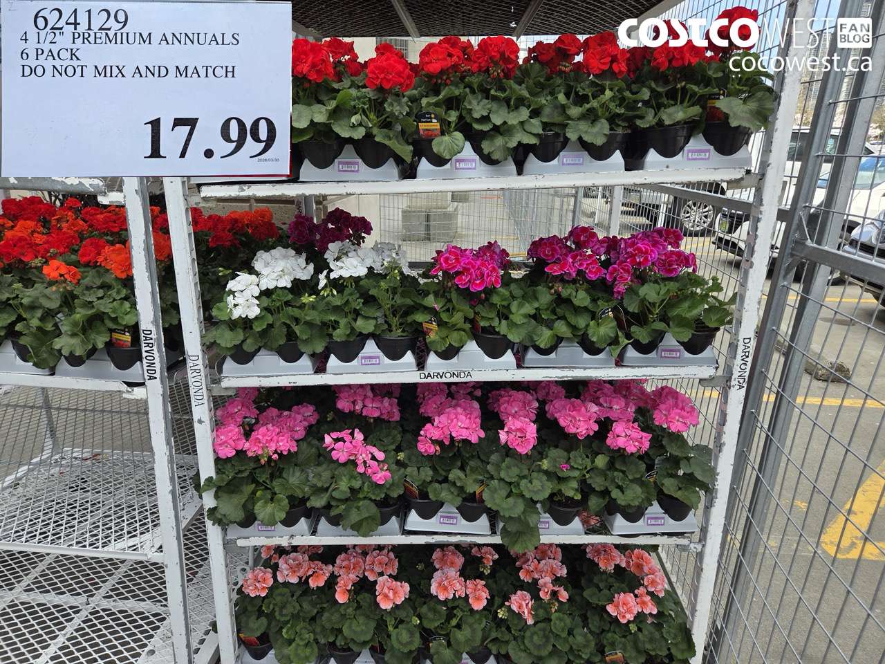 4 12 premium annuals 6 pack do not mix and match